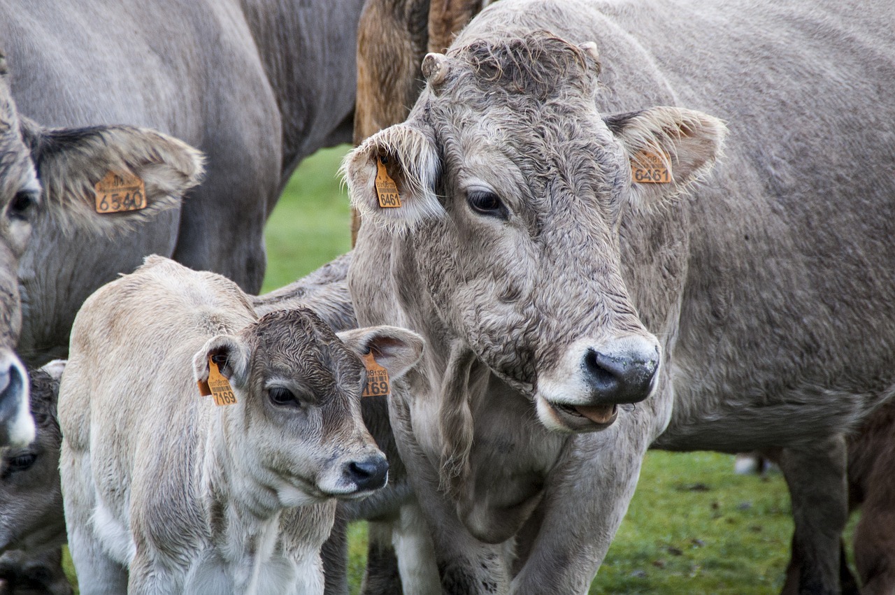 Technologie monitorowania zdrowia zwierząt hodowlanych: innowacje w karmieniu i zarządzaniu paszą
